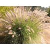 Dochan siaty 'Rupelli' - Pennisetum setaceum 'Rupelli'