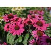 Echinacea 'Sunseekers Red' - Echinacea 'Sunseekers Red'