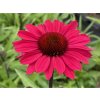 Echinacea 'Sunseekers Red' - Echinacea 'Sunseekers Red'