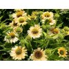 Echinacea purpurová 'Meditation Lime' - Echinacea purpurea 'Meditation Lime'