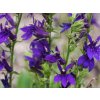 Lobelka 'Starship Blue' - Lobelia speciosa 'Starship Blue'