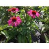 Echinacea 'SunSeekers Hot Pink'- Echinacea 'SunSeekers Hot Pink'