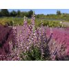 Calluna vulgaris Pink Asli (2)