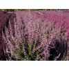 Calluna vulgaris Pink Asli (3)