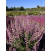 Calluna vulgaris Pink Asli (4)