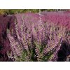 Calluna vulgaris Pink Asli (5)