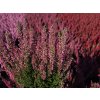 Calluna vulgaris Milva (2)