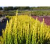 Calluna vulgaris Skyline Miami (3)