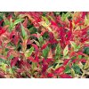 Nandina domáca 'Red Light'