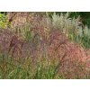 Ozdobnica čínska 'Rosi' - Miscanthus sinensis 'Rosi'