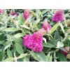 Budleja Dávidova Tiny Buddy® HOT PINK 'Condappin'