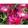 Astra novoanglická  'Crimson Brocado'  - Aster novae-angliae 'Crimson Brocado '