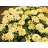 Echinacea 'Double Yellow' - Echinacea 'Double Yellow'