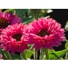 Echinacea Double Rose
