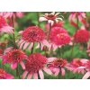 Echinacea 'Double Rose' - Echinacea 'Double Rose'