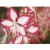 Gaura lindheimerova 'Rosy Jane' - Gaura lindheimeri 'Rosy Jane'