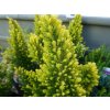 Vresovec stromovitý 'Estrella Gold'