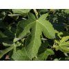 Ficus Brno (2)
