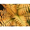 Papraď Wallichova 'Jurassic Gold' - Dryopteris wallichiana 'Jurassic Gold'