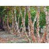 betula nigra