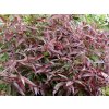 Leucothoe  'Burning Love'