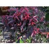 Leucothoe  'Burning Love'