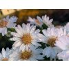 Astra 'Alpha White' - Aster gracillis 'Alpha White'