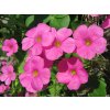 Kyslička bowiei 'Amarantha' - Oxalis bowiei 'Amarantha'