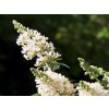 Budleja dávidova 'Dreaming White'