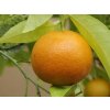 Mandarínka 'Michal'