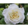 Ruža 'Claus Dalby Paramount®'