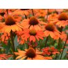 Echinacea 'Kismet® Intense Orange' - Echinacea 'Kismet® Intense Orange'