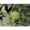 Citrus 'Chinoto Var.'