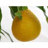 Tangelo 'Mapo'