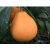 Tangelo 'Mapo' (Balení kontejner C2)