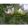 Magnólia 'Ambrosia'