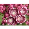 Kalmia 'Keepsake'