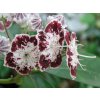 Mamota, kalmia 'Ufo'