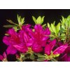 Japonská azalka 'Fuksja'