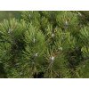 Borovica čierna 'Helga'