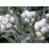 Plešivec dvojdomý 'Weisse Immortelle' - Antennaria dioica 'Weisse Immortelle'