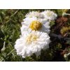 Ruman sličný 'Flore Plena' - Anthemis nobilis 'Flore Plena'