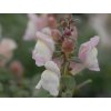 Papuľka španielska - Antirrhinum hispanicum
