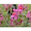 Papuľka španielska 'Roseum' - Antirrhinum hispanicum 'Roseum'