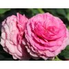 Ruža 'Kaffe Fassett Rose®' (Balenie špeciálne balenie)