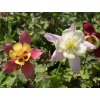 Orlíček 'McKana Hybrids' - Aquilegia 'McKana Hybrids'