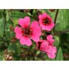 Nátržník 'Ron McBeath' - Potentilla nepalensis 'Ron McBeath'