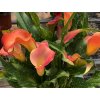 Kala 'Fireworks'  Calla 'Fireworks'