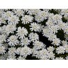 Iberka vždyzelená 'Wunderstumpfchen' - Iberis sempervirens 'Wunderstumpfchen'