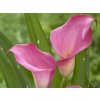 Kala 'Zazu®'  Calla 'Zazu®'